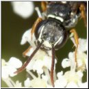 Mellinus crabroneus - Grabwespe m09d 10mm - OS-Wallenhorst Sandgrube.jpg